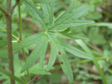 Feuilles à 6 ou 7 lobes très découpés. Agrandir dans une nouvelle fenêtre (ou onglet)